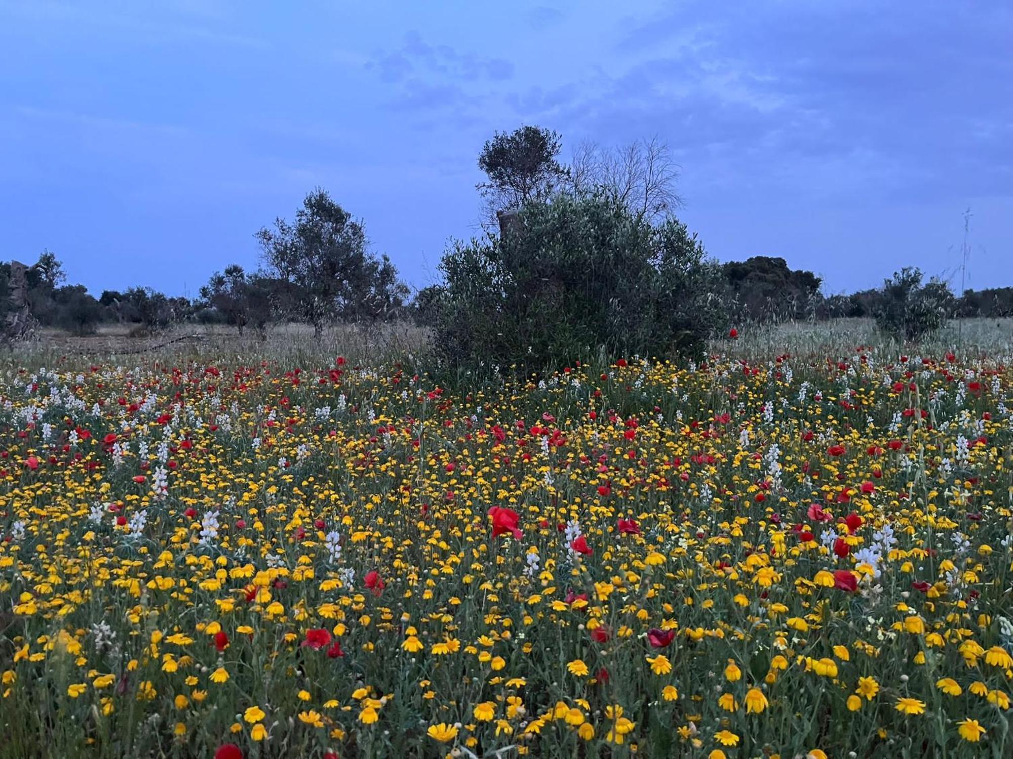 מרטאנו Agriturismo Villa Coluccia מראה חיצוני תמונה