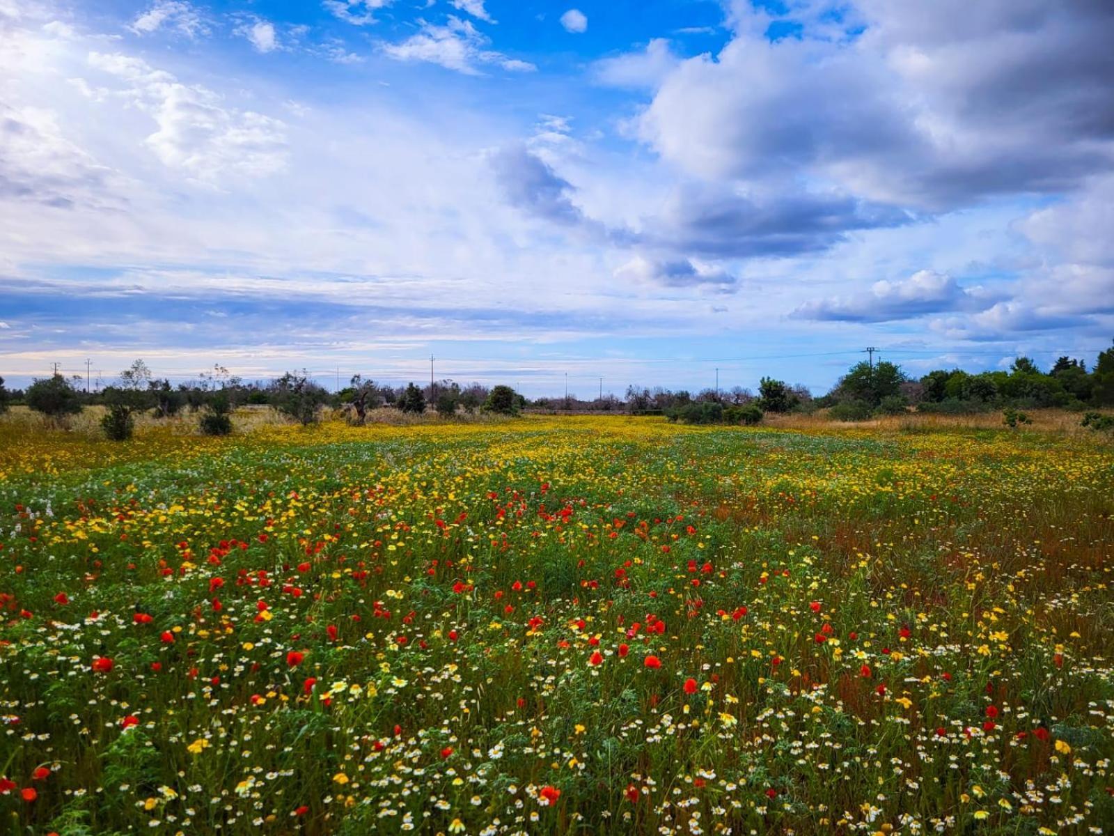 מרטאנו Agriturismo Villa Coluccia מראה חיצוני תמונה